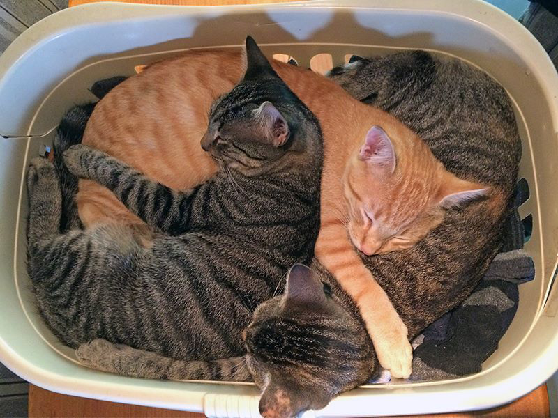 Basket o' cats